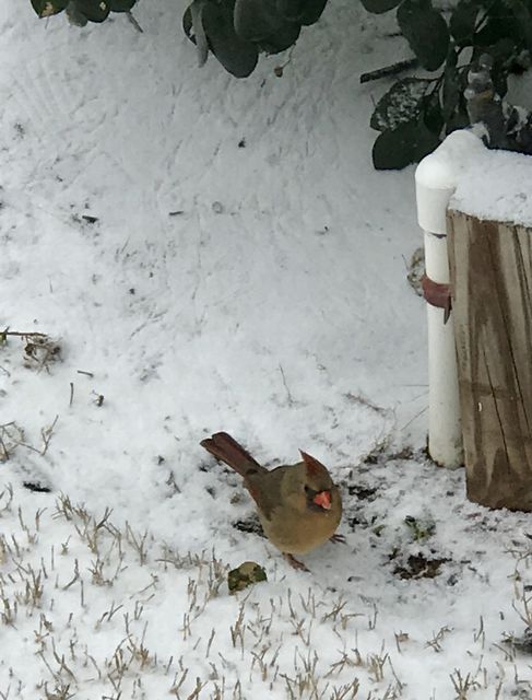 Northern Cardinal
