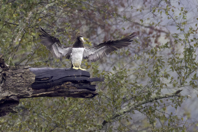Brown Booby