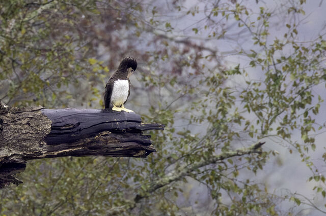 Brown Booby
