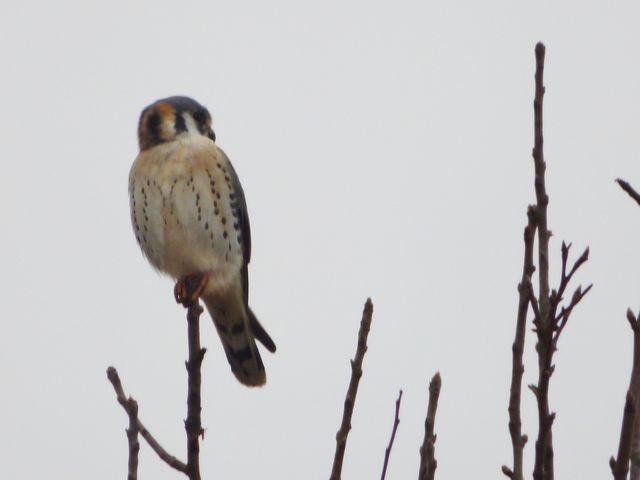 American Kestrel