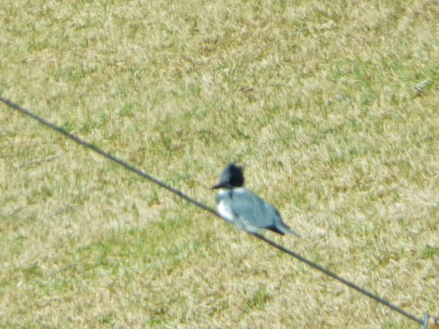 Belted Kingfisher