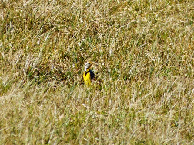 Eastern Meadowlark