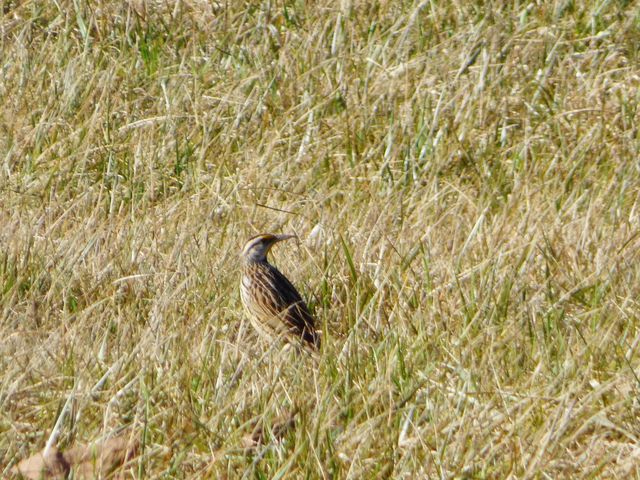 Eastern Meadowlark