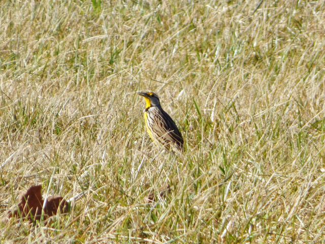 Eastern Meadowlark