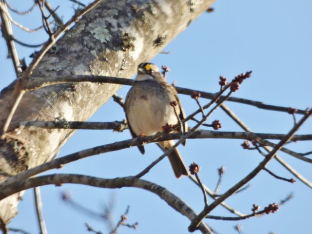 White-throated Sparrow