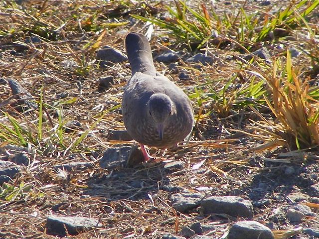 Common Ground-Dove