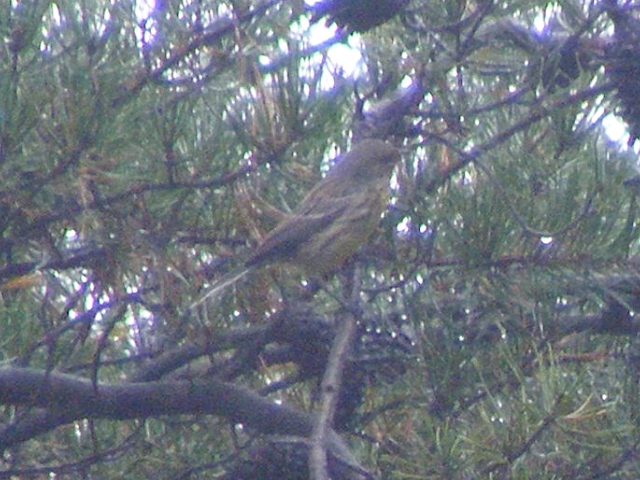 Kirtland's Warbler,