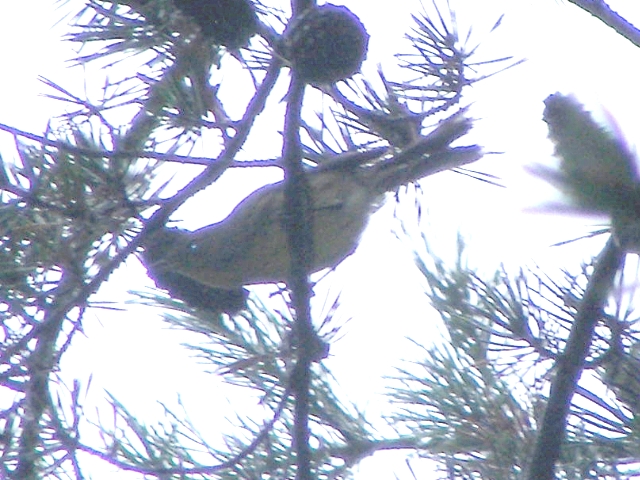 Kirtland's Warbler,