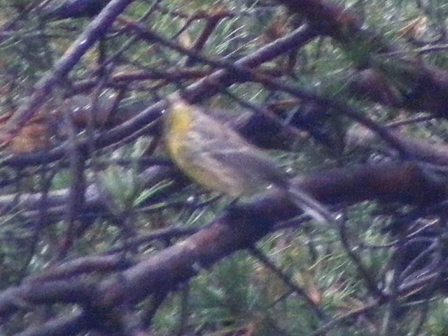 Kirtland's Warbler,