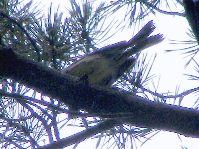 Kirtland's Warbler,