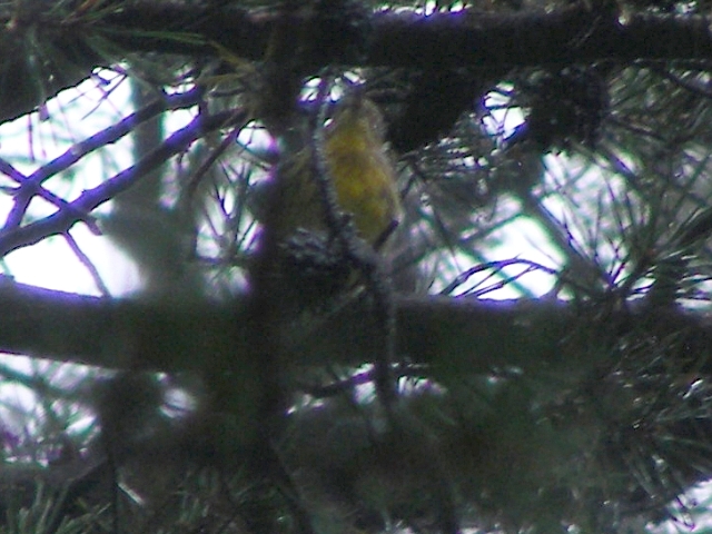 Kirtland's Warbler,