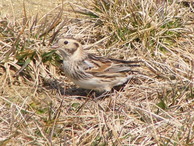 Lapland Longspur