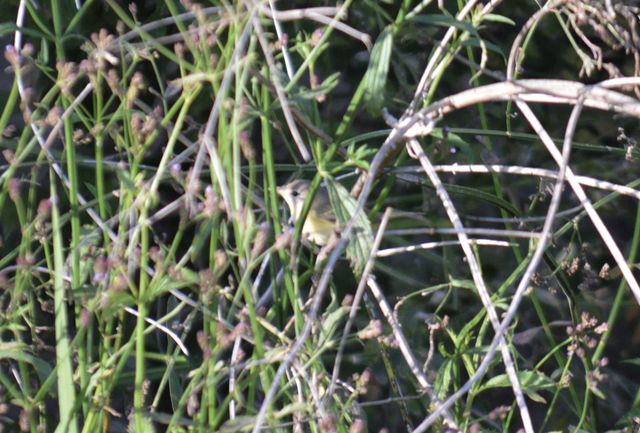 Bell's Vireo