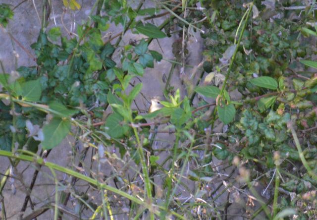 Bell's Vireo