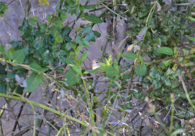 Bell's Vireo
