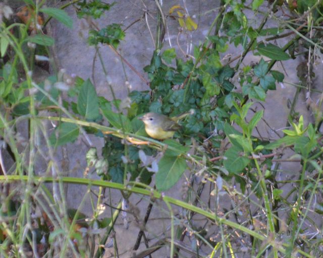 Bell's Vireo