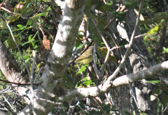 Bell's Vireo