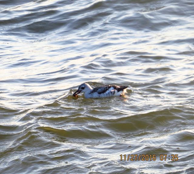 Black Guillemot