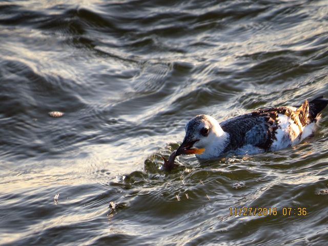 Black Guillemot