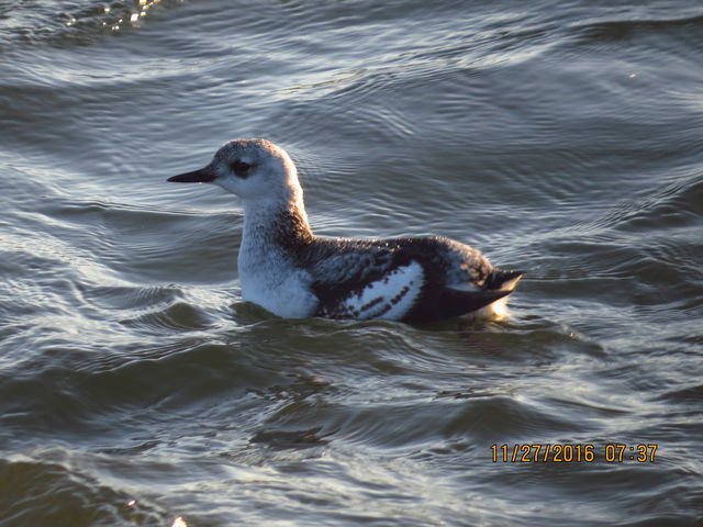 Black Guillemot