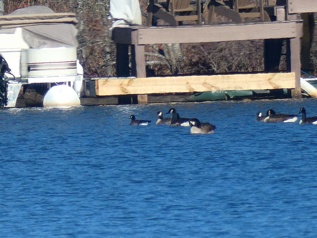 Cackling Goose