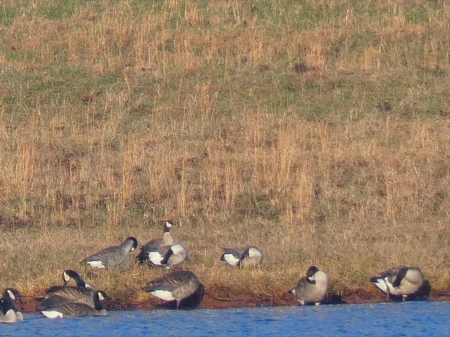 Cackling Goose
