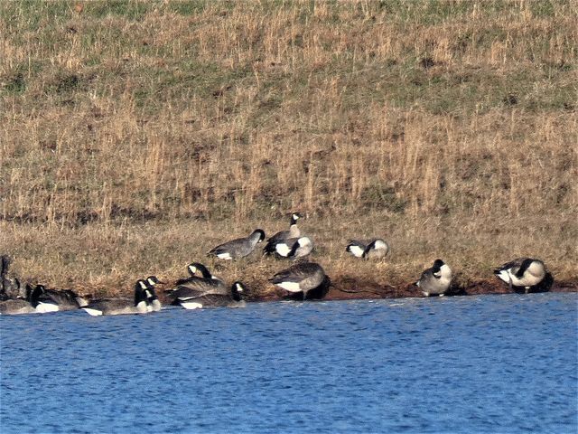 Cackling Goose