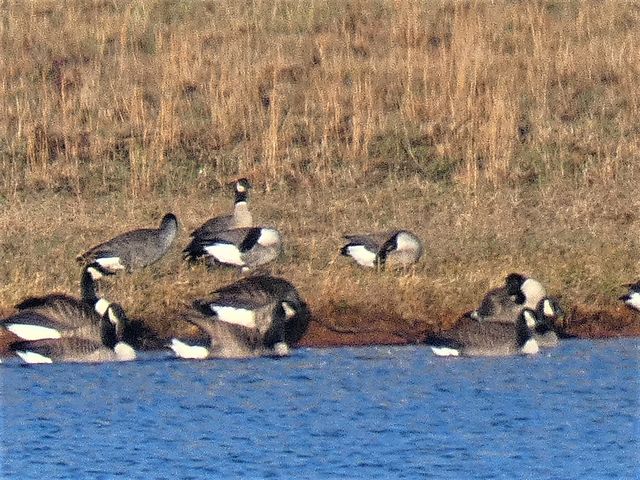 Cackling Goose