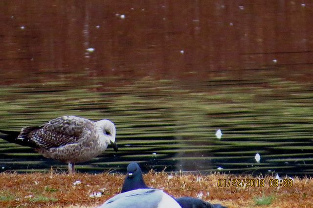 Lesser Black-backed Gull