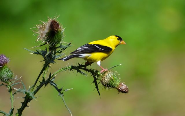 American Goldfinch