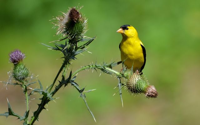 American Goldfinch