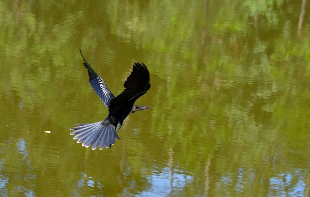 Anhinga