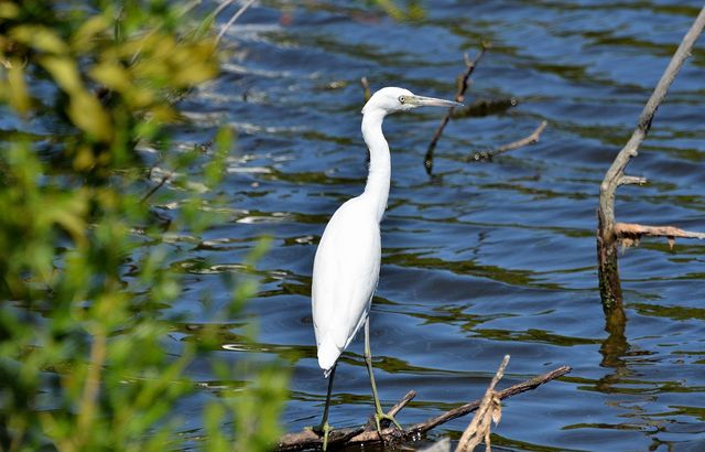 Little Blue Heron