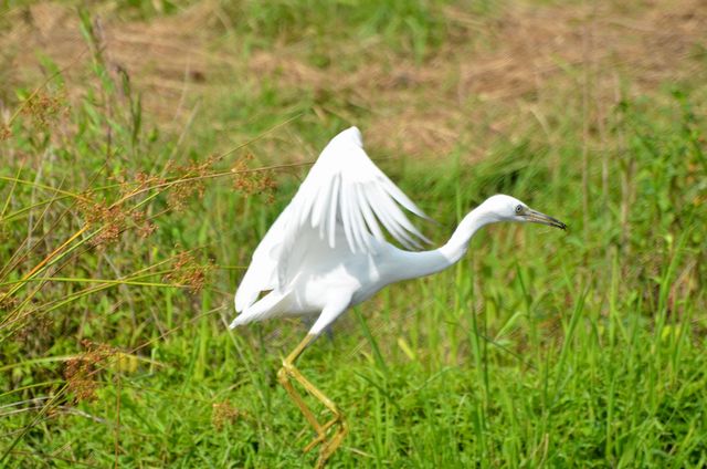 Little Blue Heron