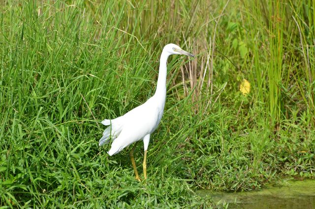Little Blue Heron