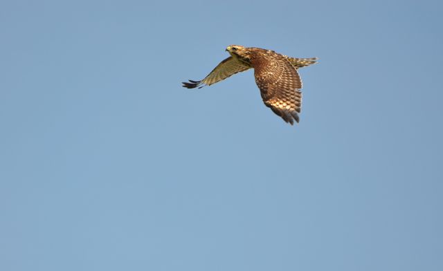 Red-shouldered Hawk