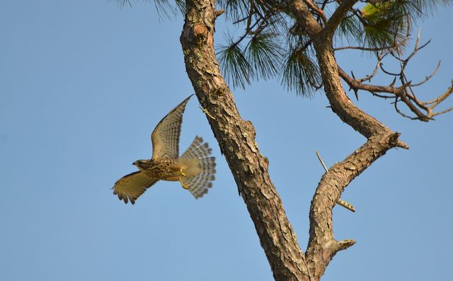 Red-shouldered Hawk