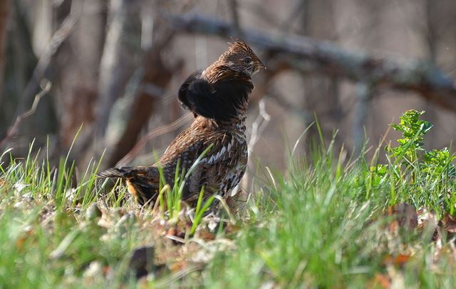 Ruffed Grouse