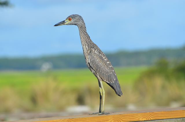 Yellow-crowned Night-Heron