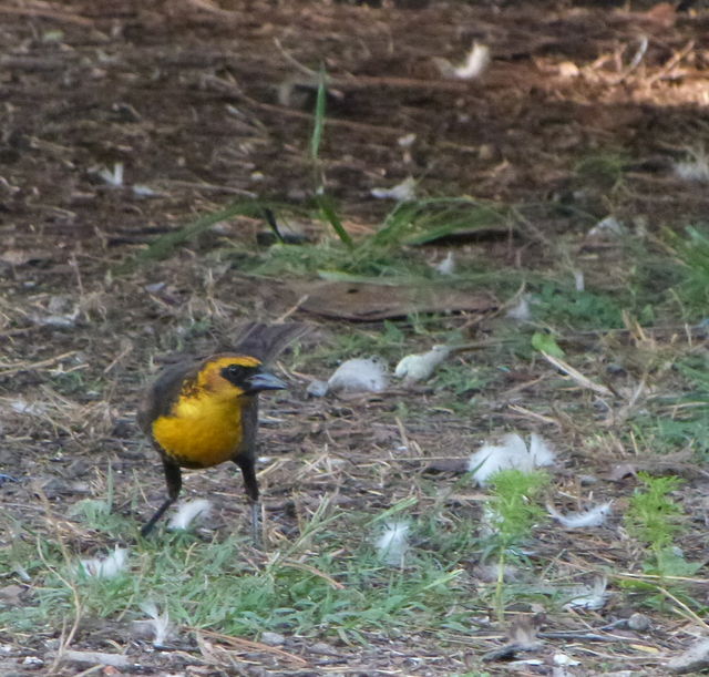 Yellow-headed Blackbird