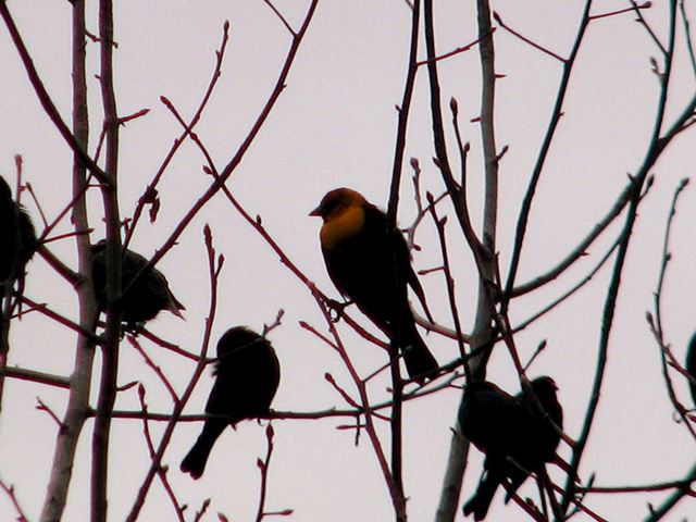 Yellow-headed Blackbird with Brown-headed Cowbirds