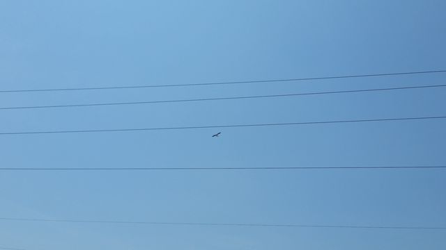 Swallow-tailed Kite