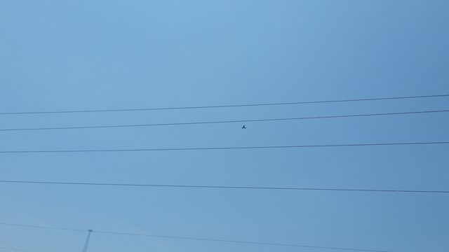 Swallow-tailed Kite