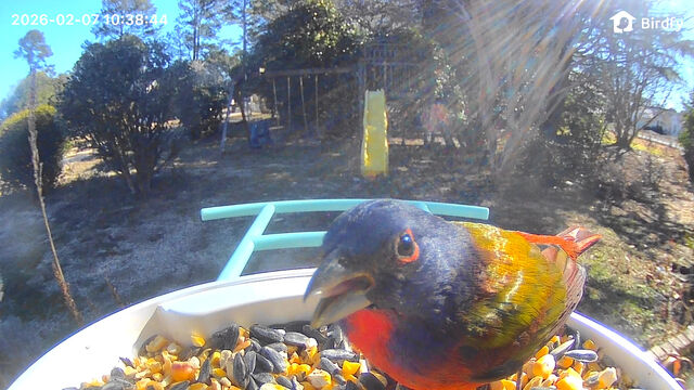 Painted Bunting