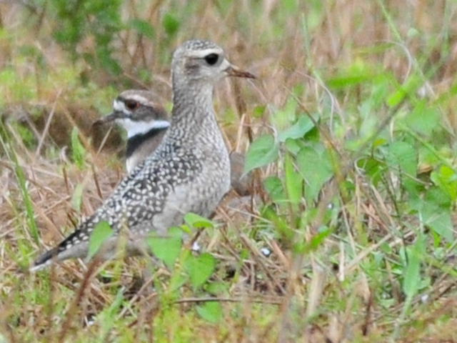 American Golden-Plovers