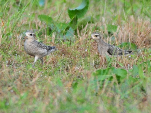American Golden-Plovers