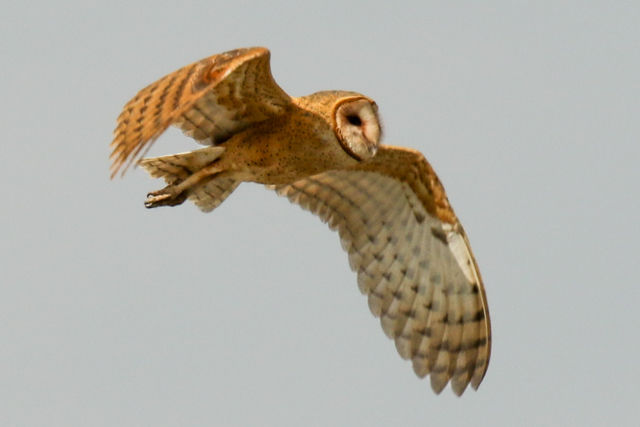 American Barn Owl