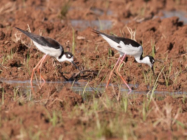 Black-necked Stilts