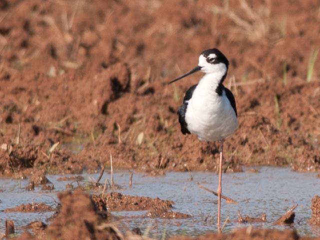 Black-necked Stilts