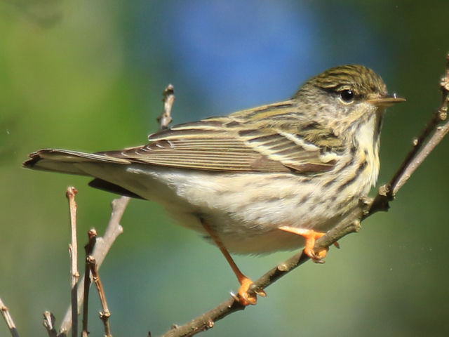 Blackpoll Warbler